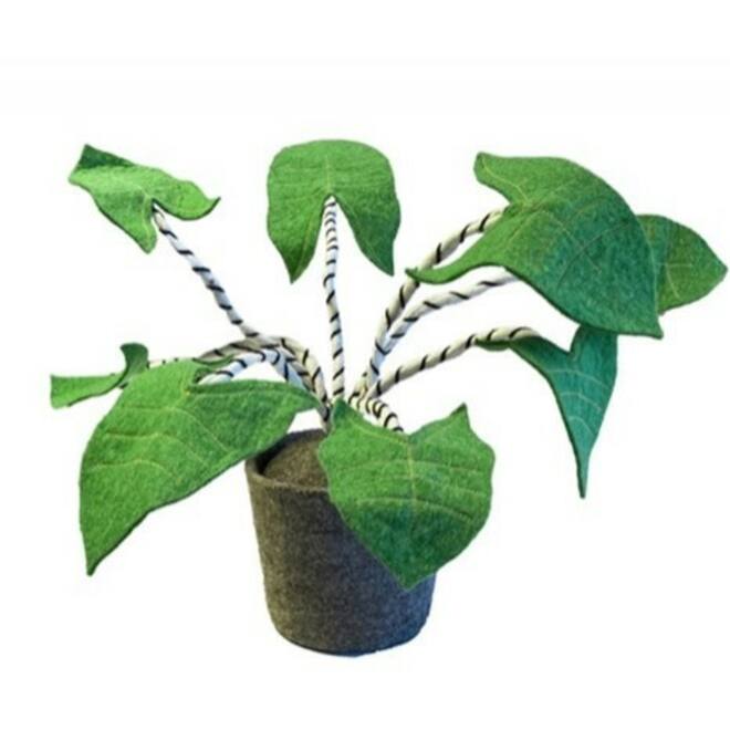 Plant van vilt, Zebrina