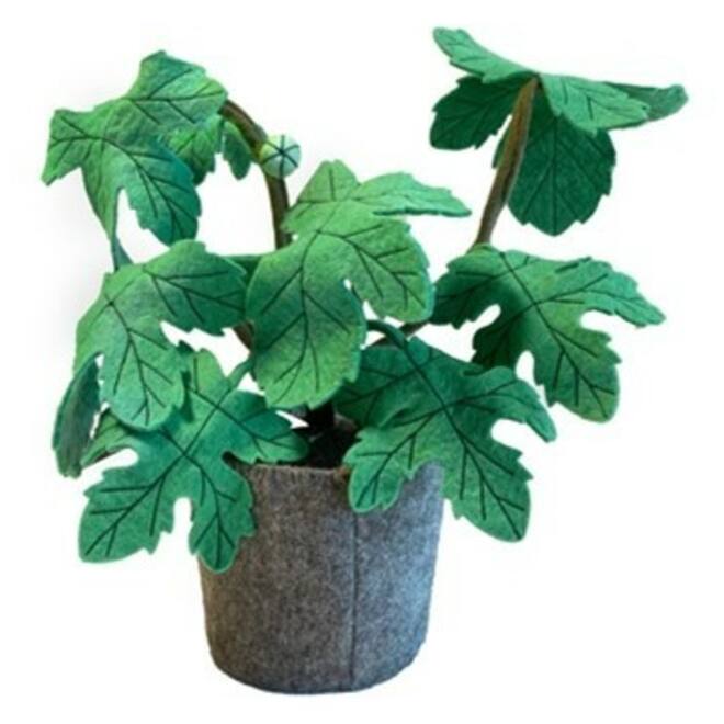 Plant van vilt, Carica