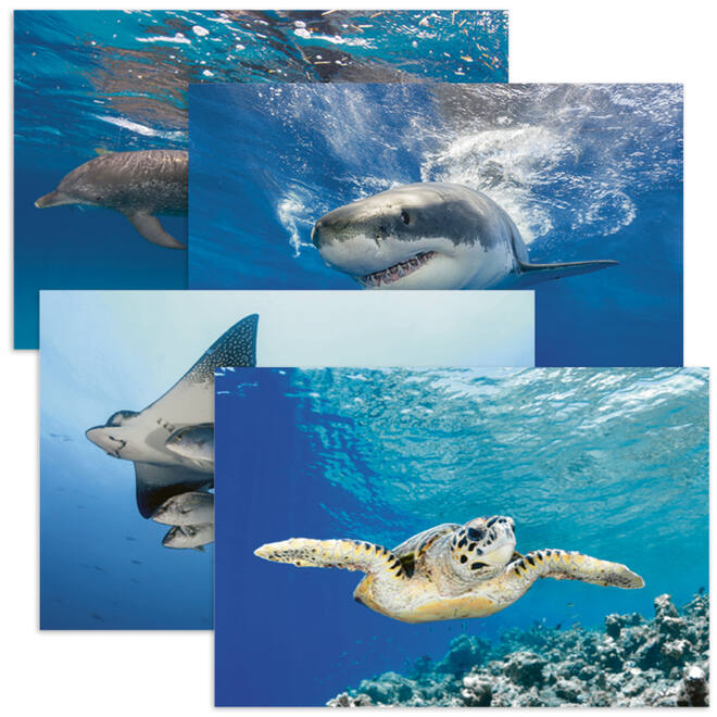 Miniposters 1055 onderwaterwereld, 4 motieven, 20 stuks