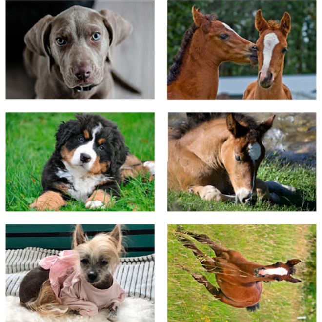 Beloningsstickers 435 honden, paarden en poezen, 36 mot, 720 st