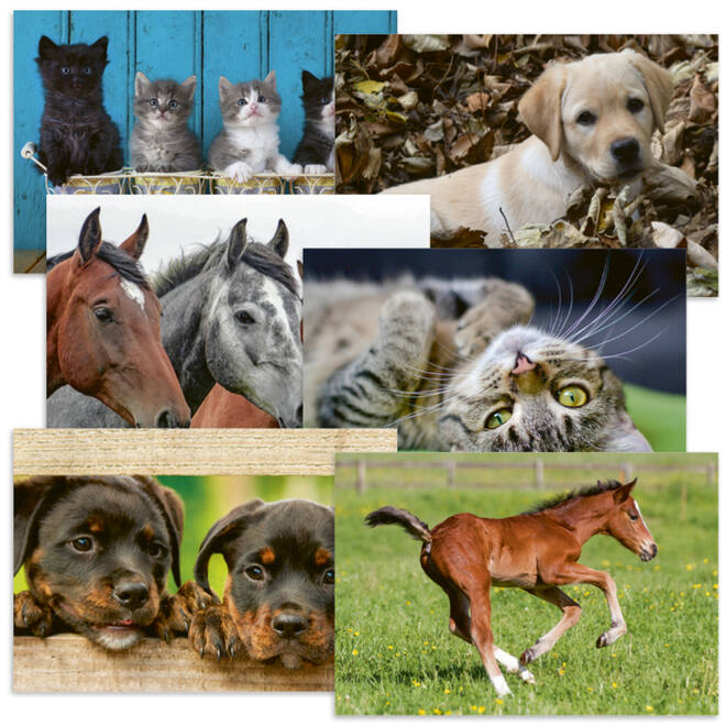 Beloningskaarten 4585 hond, paard en poes, 6 motieven, 96 stuks