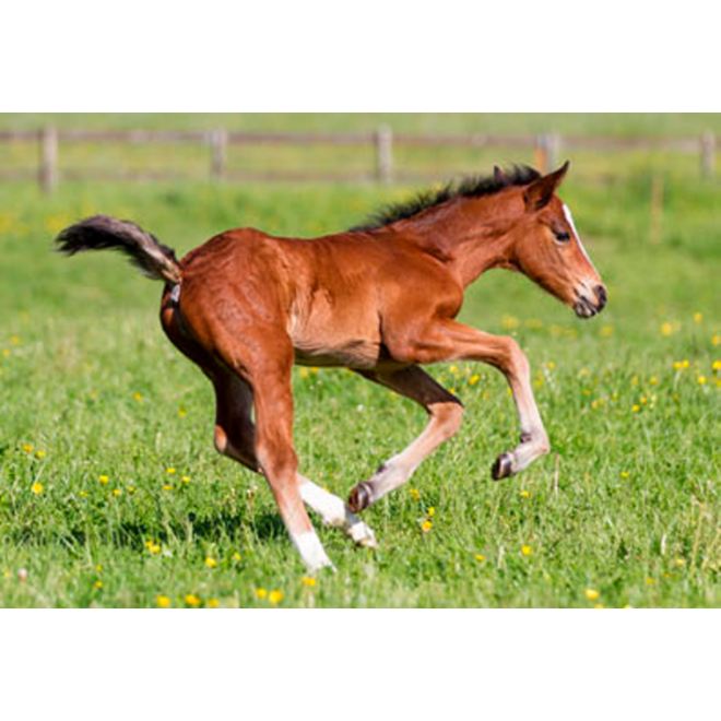 Beloningskaarten 4585 hond, paard en poes, 6 motieven, 96 stuks