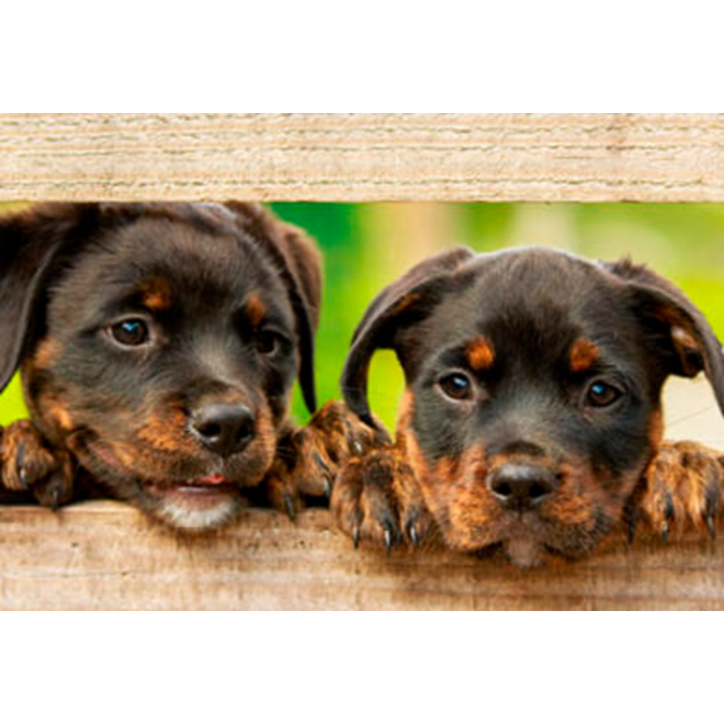 Beloningskaarten 4585 hond, paard en poes, 6 motieven, 96 stuks