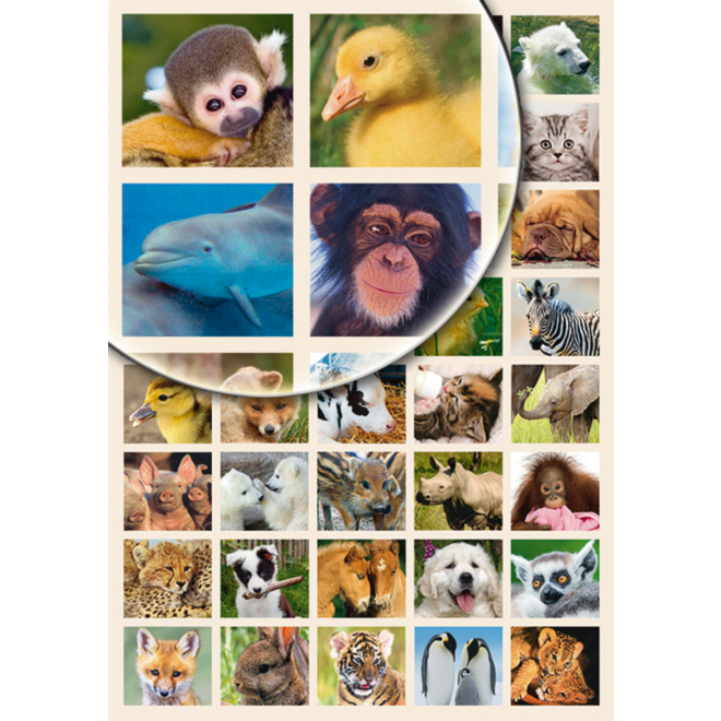 Beloningsstickers Baby Dieren 344, 40 motieven, 800 stuks