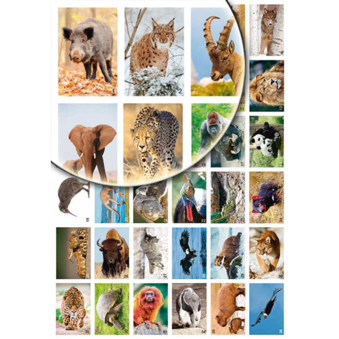 Beloningsstickers Werelddieren 346 36 motieven, 720 stuks