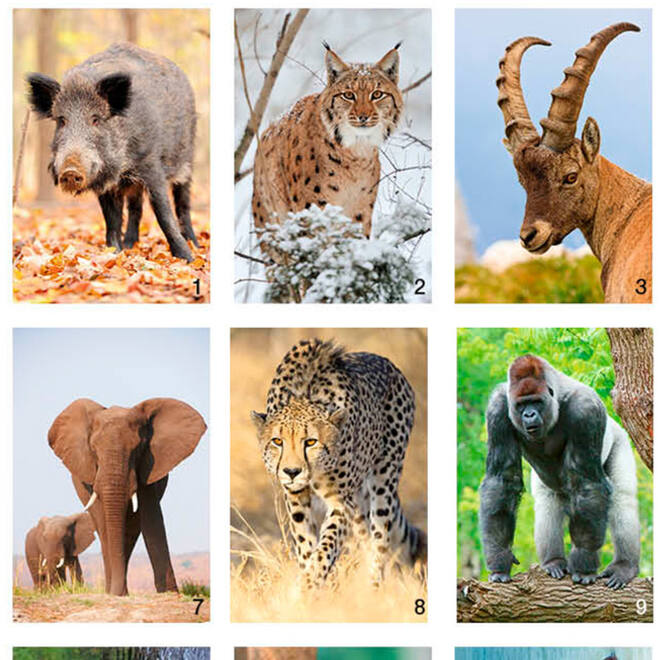 Beloningsstickers Werelddieren 346 36 motieven, 720 stuks
