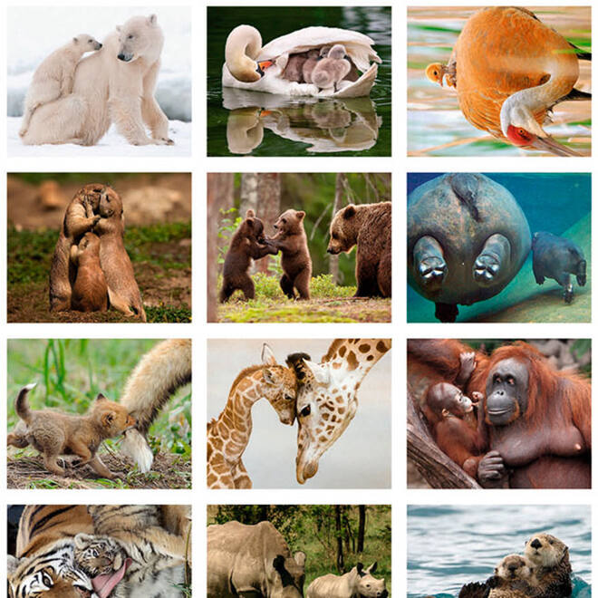 Beloningsstickers Dieren met jong 386, 30 motieven, 600 stuks
