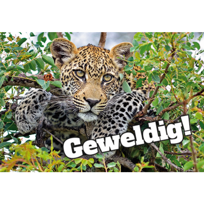 Beloningskaarten Motivatiedieren 4567, 6 motieven, 96 stuks