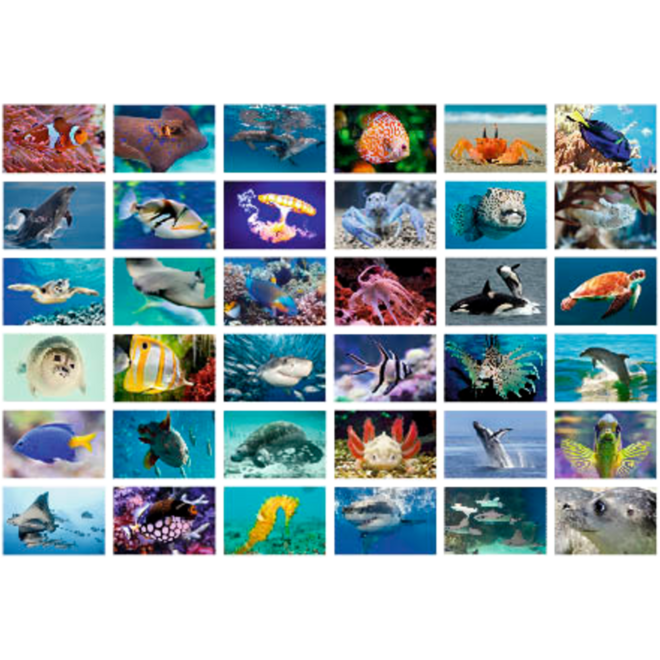 Beloningsstickers 425 onderwaterwereld, 36 motieven, 720 stuks