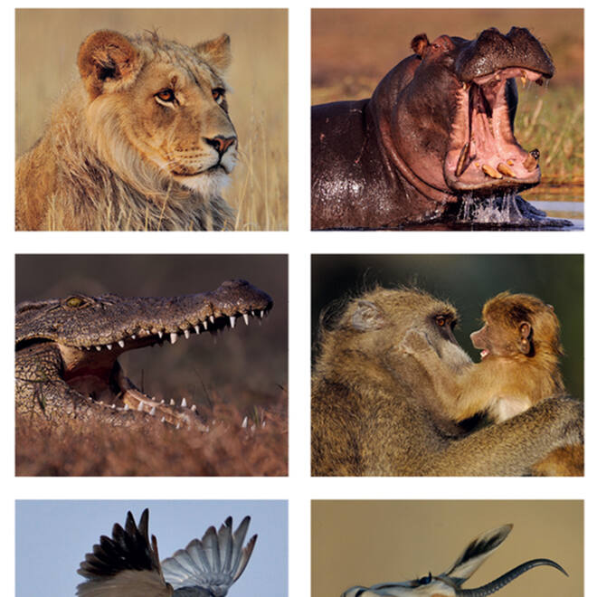 Beloningsstickers 118 Zuid Afrika 30 motieven, 600 stickers