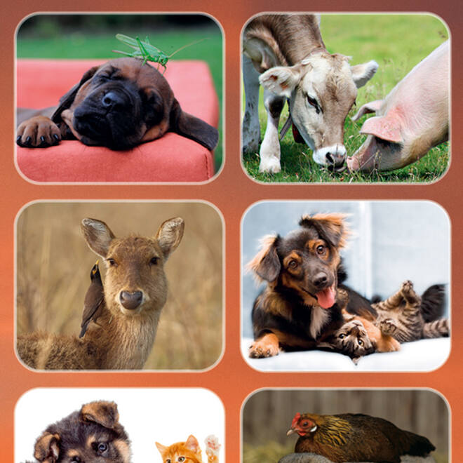 Beloningsstickers 126 Dierenduo's  Zuid Afrika 30 motieven, 600 stickers