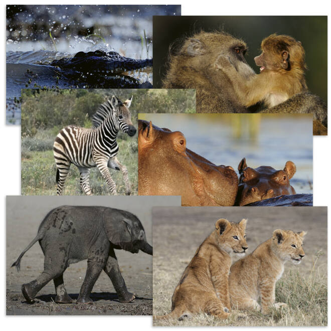 Beloningskaarten 4620 Zuid Afrika 6 motieven, 96 kaarten