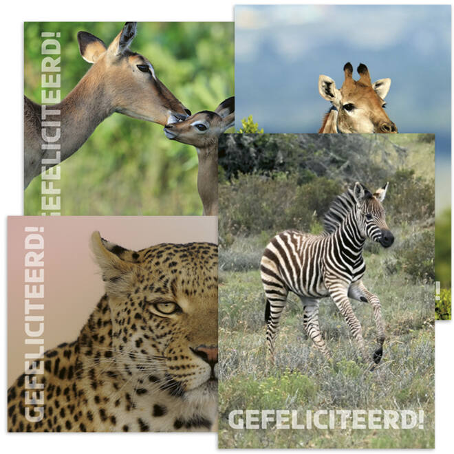 Miniposters 1095 Zuid Afrika 4 motieven, 20 kaarten