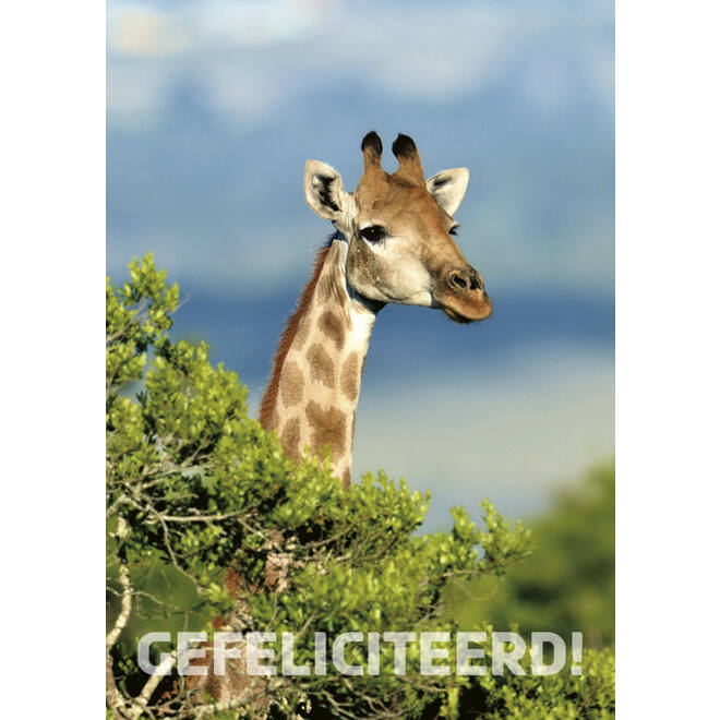 Miniposters 1095 Zuid Afrika 4 motieven, 20 kaarten