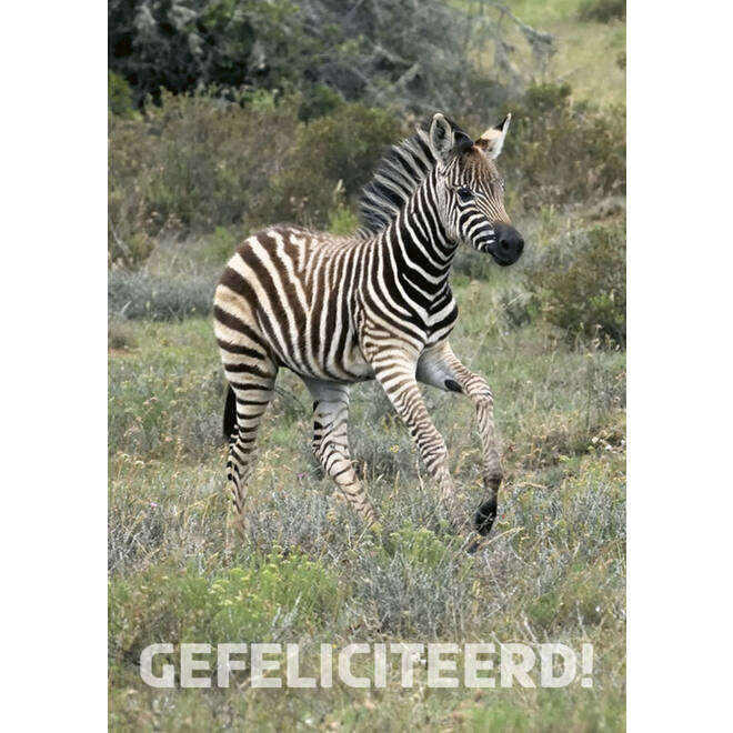 Miniposters 1095 Zuid Afrika 4 motieven, 20 kaarten