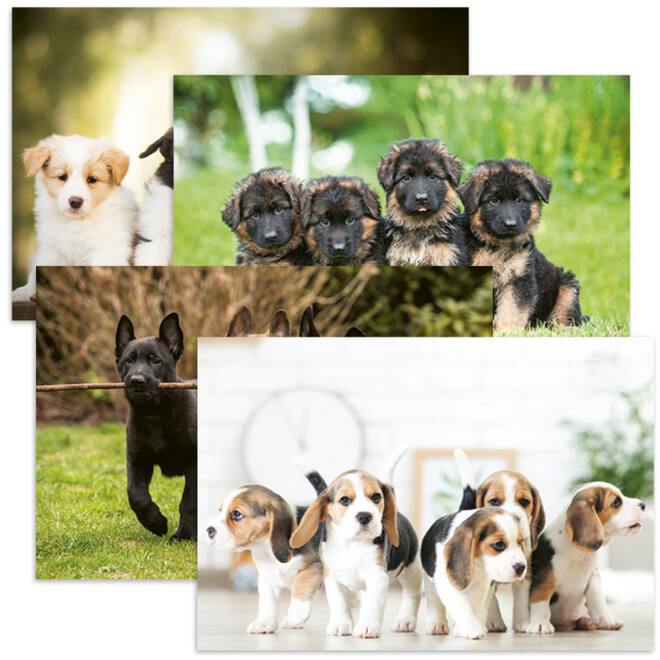 Miniposters 1096 Puppies 4 motieven, 20 kaarten
