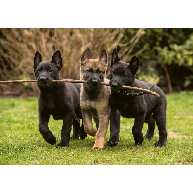 Miniposters 1096 Puppies 4 motieven, 20 kaarten