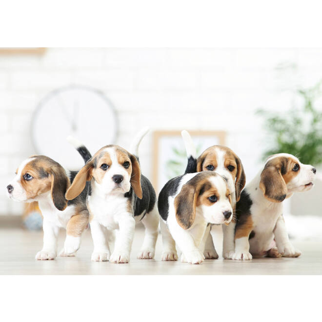 Miniposters 1096 Puppies 4 motieven, 20 kaarten