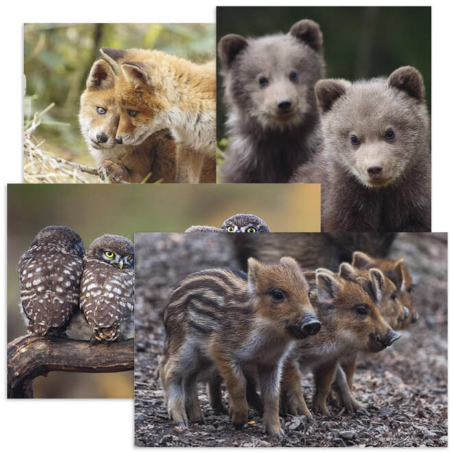 Miniposters Jongen bosdieren 1098 4 motieven, 20 stuks