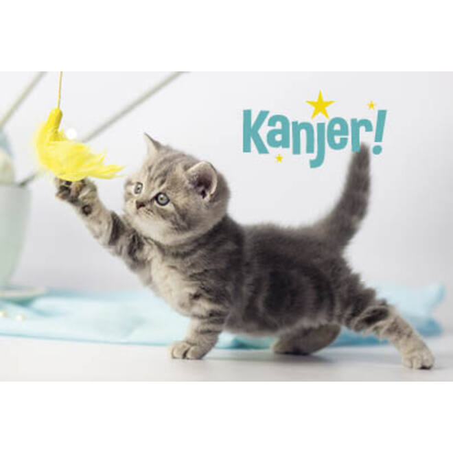Beloningskaarten spelende poezen kanjer 4626 4 motieven, 96 kaarten