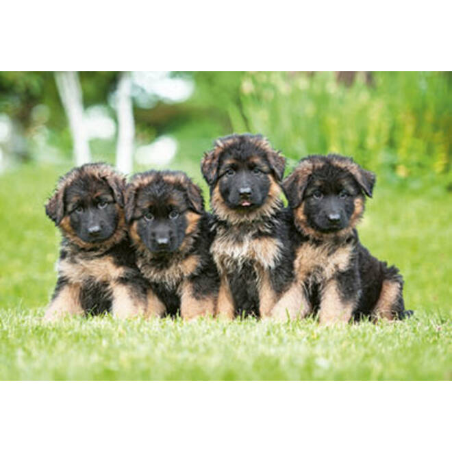 Beloningskaarten puppy's 4627 4 motieven, 96 kaarten