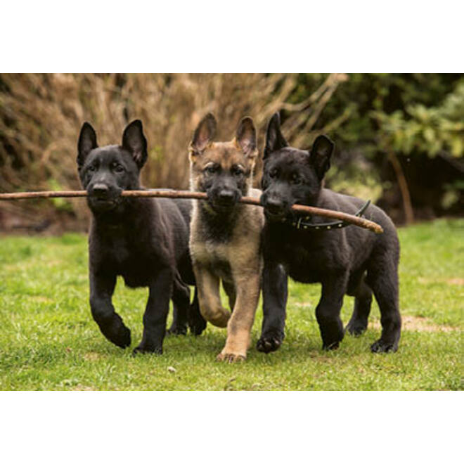 Beloningskaarten puppy's 4627 4 motieven, 96 kaarten