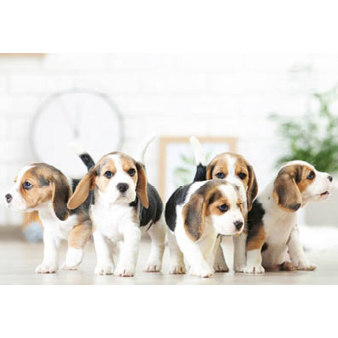 Beloningskaarten puppy's 4627 4 motieven, 96 kaarten