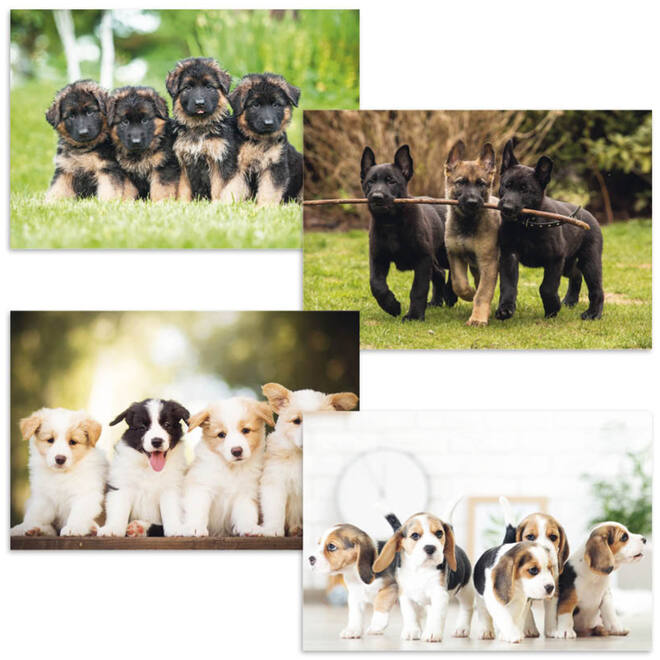Beloningskaarten puppy's 4627 4 motieven, 96 kaarten