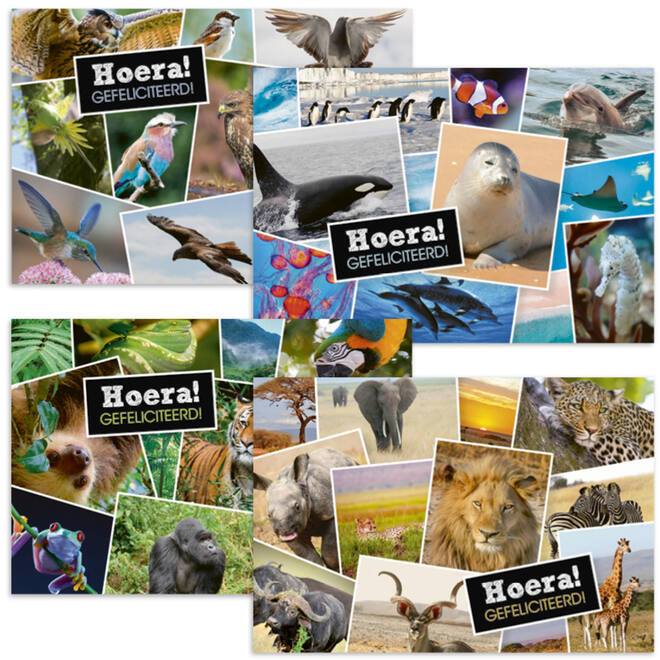 Ansichtkaarten 5753 Dieren in kaders, 4 motieven, 48 stuks