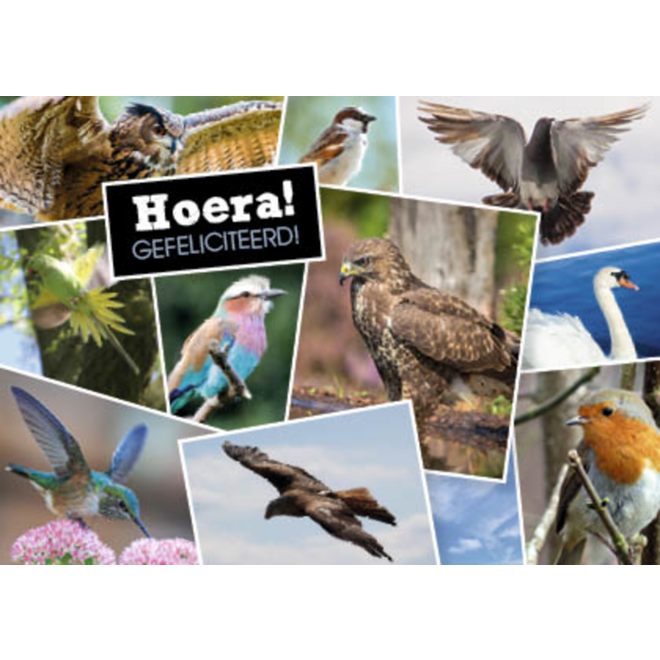 Ansichtkaarten 5753 Dieren in kaders, 4 motieven, 48 stuks