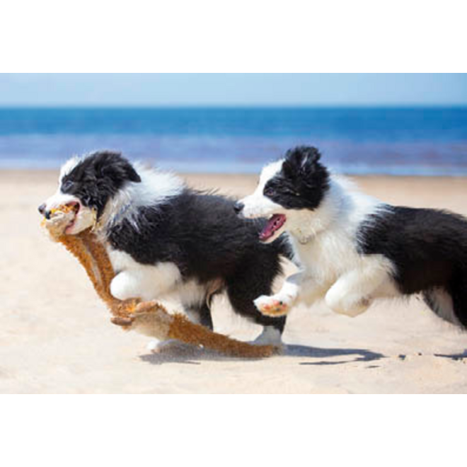 Beloningskaarten 4595 Puppy's en Kittens, 4 motieven, 96 stuks