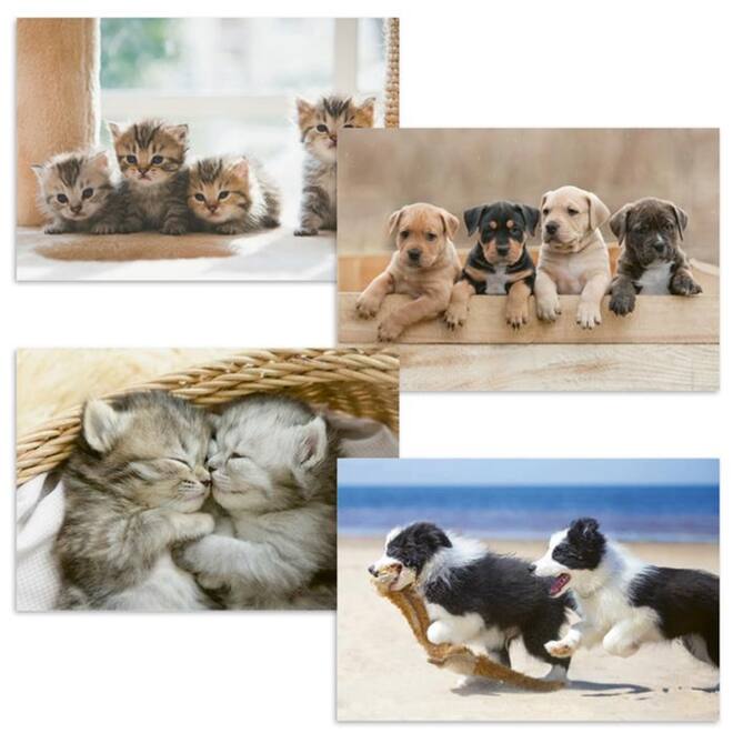 Beloningskaarten 4595 Puppy's en Kittens, 4 motieven, 96 stuks