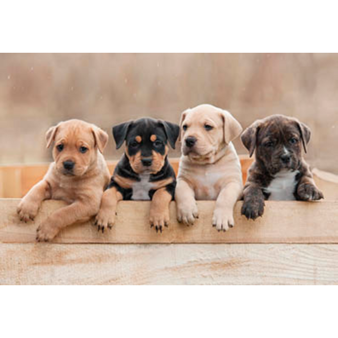 Beloningskaarten 4595 Puppy's en Kittens, 4 motieven, 96 stuks