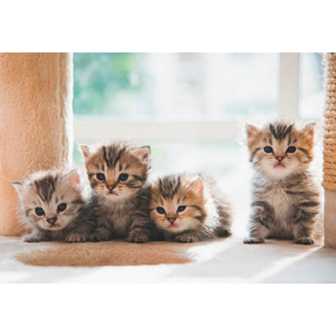 Beloningskaarten 4595 Puppy's en Kittens, 4 motieven, 96 stuks