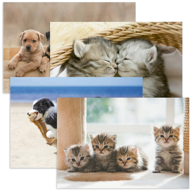 Miniposters 1067 Puppy's en Kittens, 4 motieven, 20 stuks
