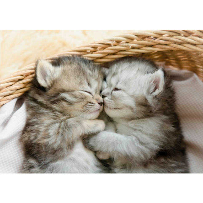 Miniposters 1067 Puppy's en Kittens, 4 motieven, 20 stuks