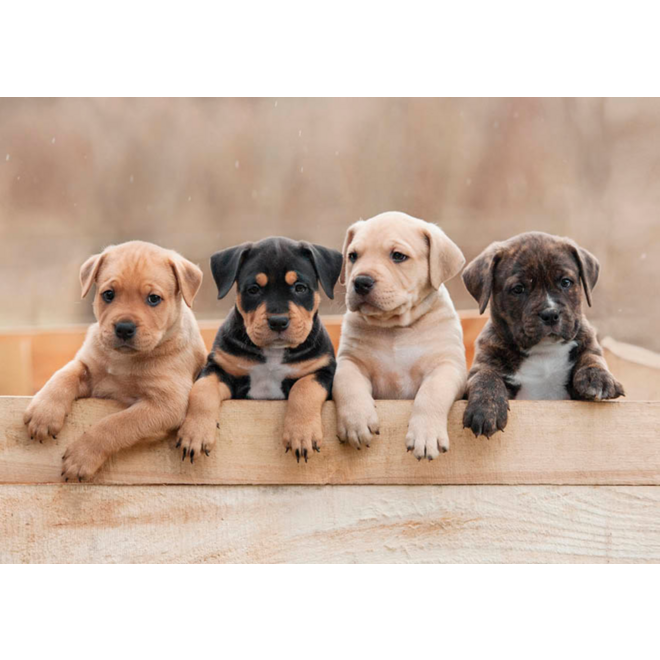 Miniposters 1067 Puppy's en Kittens, 4 motieven, 20 stuks