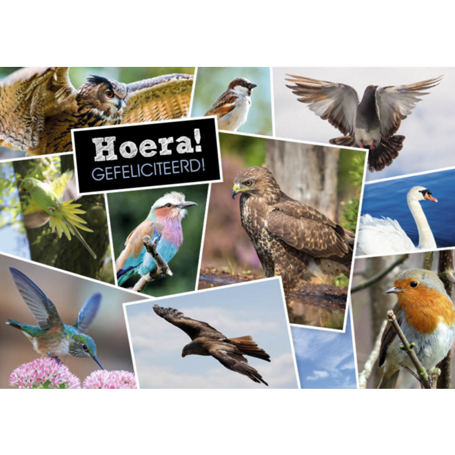 Miniposters 1071 Dieren in Kaders, 4 motieven, 20 stuks