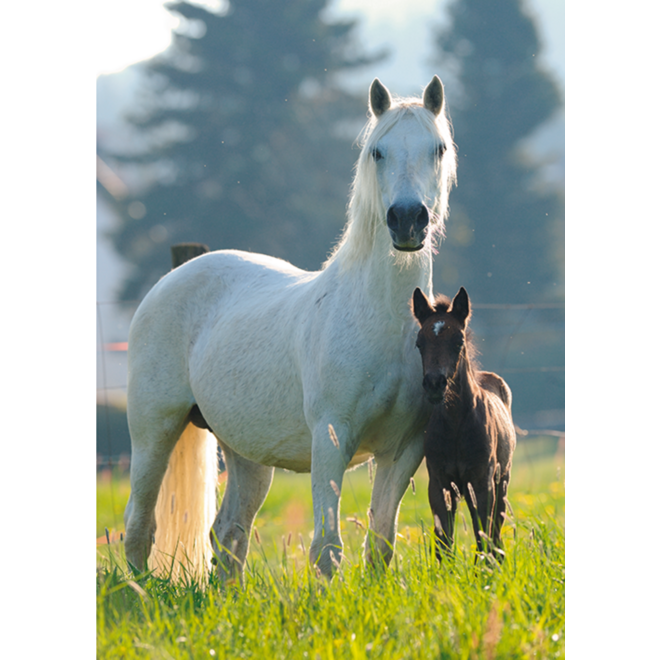 Miniposters Paarden 820 4 motieven, 20 stuks