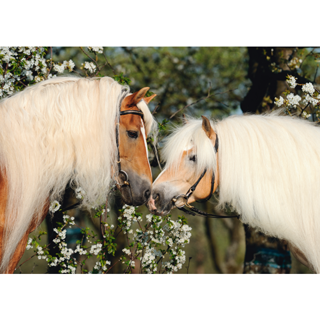 Miniposters Paarden 820 4 motieven, 20 stuks