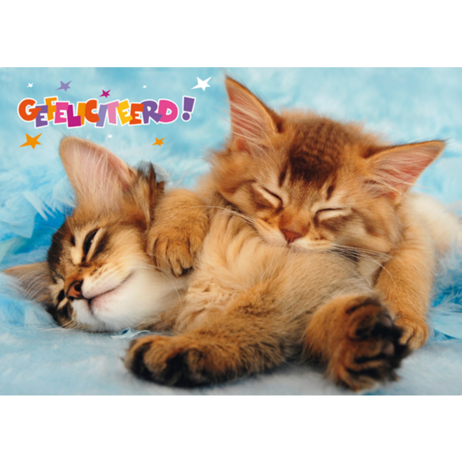 Miniposters Dieren gefelciteerd 994 4 motieven, 20 stuks