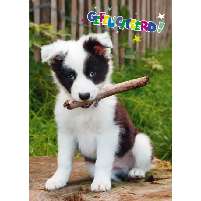 Miniposters Dieren gefelciteerd 994 4 motieven, 20 stuks