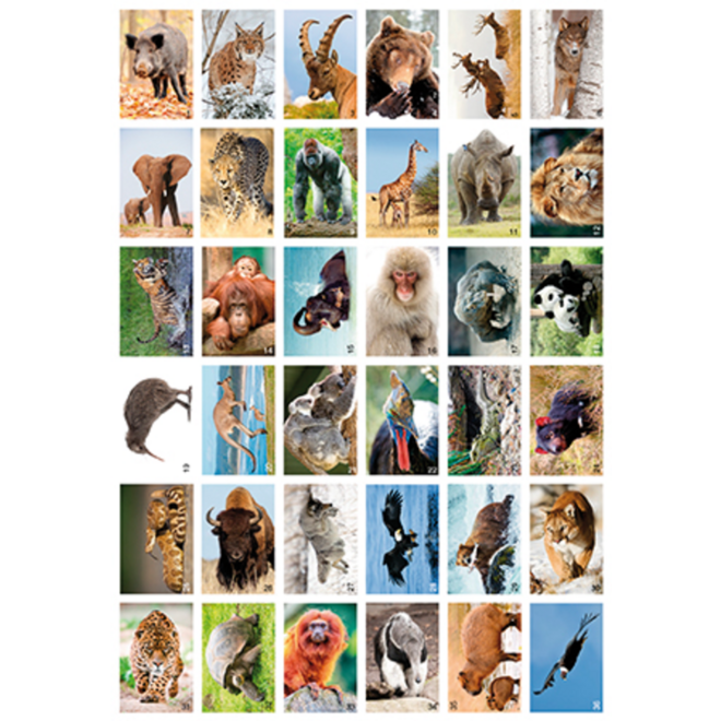 Krasstickers Werelddieren 646 36 motieven, 540 stuks