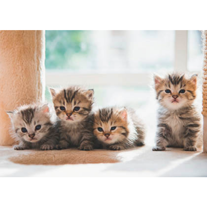 Ansichtkaarten Puppy's en Kittens 5751, 4 motieven, 48 stuks