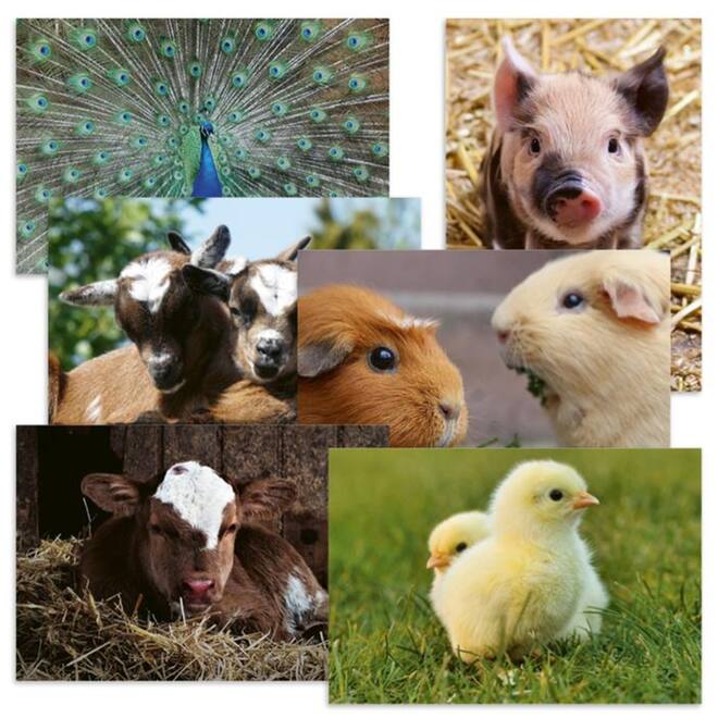 Beloningskaarten Kinderboerderij 4607 6 motieven, 96 stuks