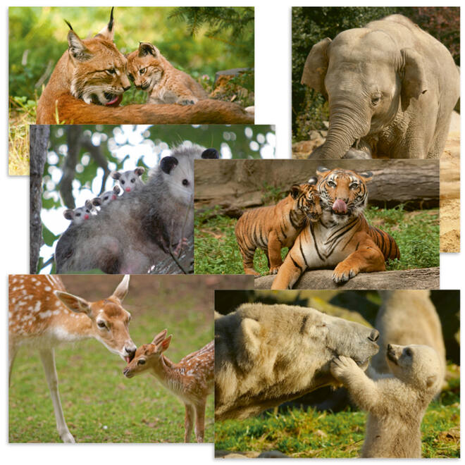 Beloningskaarten 4576 dieren met jong, 6 motieven, 96 stuks