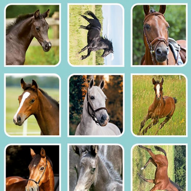 Beloningsstickers 109 Veulens en paarden 40 motieven, 800 stickers