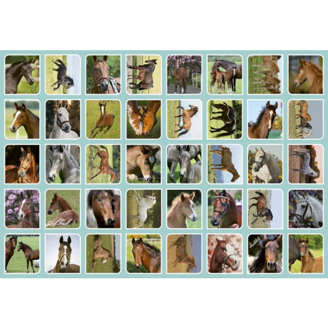 Beloningsstickers 109 Veulens en paarden 40 motieven, 800 stickers