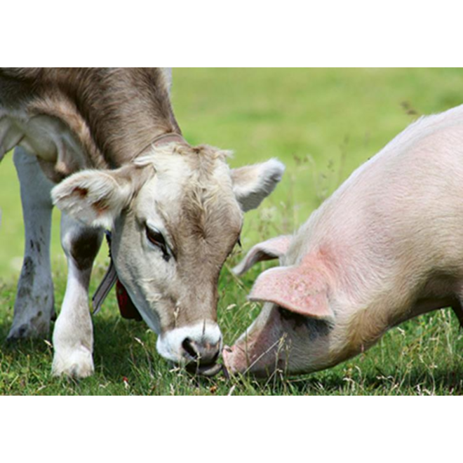 Ansichtkaarten 5763 Boerderijduo's 4 motieven, 48 kaarten
