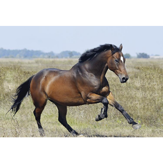 Beloningskaarten 4613 Paarden 4 motieven, 96 stuks